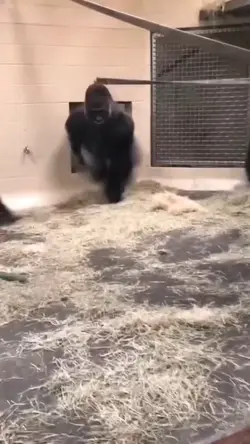 Monkey transition 