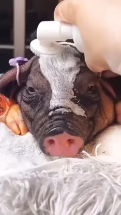 Pig 😢🤤🤤