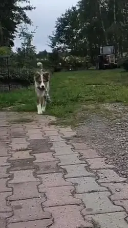 Dog edits