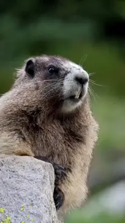 MARMOTA TREND