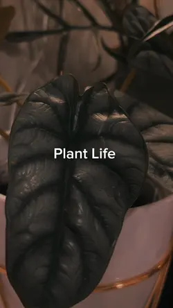 Plant life 🌱🌵🍃🌿🍀