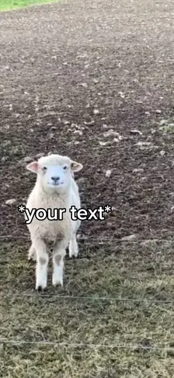Sheep smiling meme