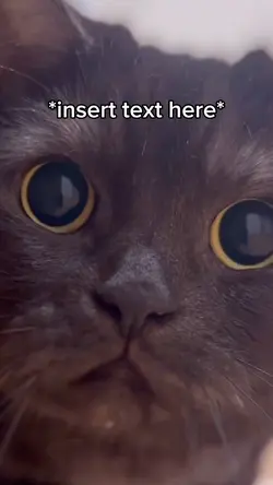 Cat Staring 
