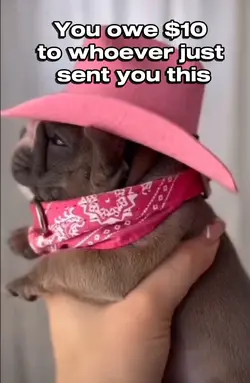 Puppy meme