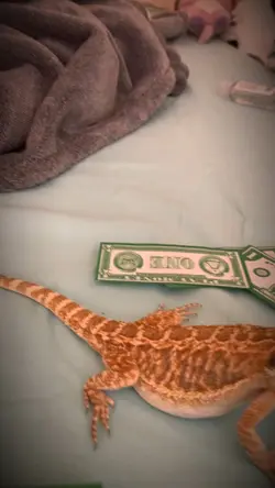 Rich Beardie 🤑💸💵💰