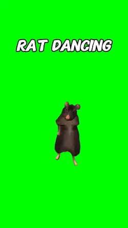 Rat dancing 