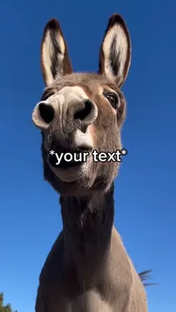 Donkey sounds