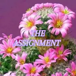 THE ASSIGNMENT!