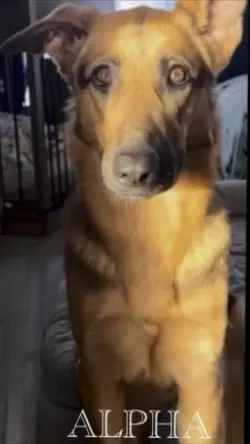 The best dog 