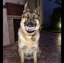 Scary 