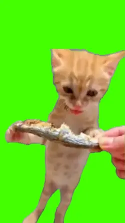 bora comer peixe