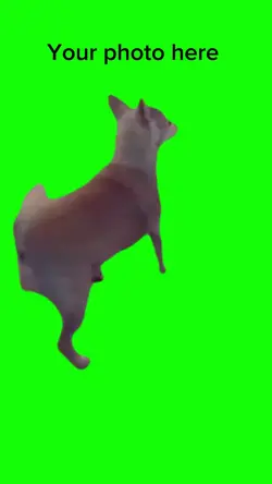 Dog twerking 