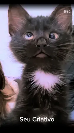 gatinho vesgo meme