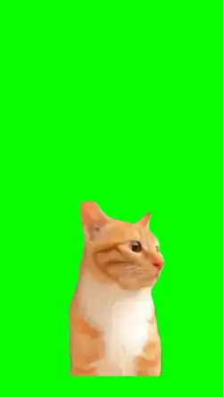 Gato Meme