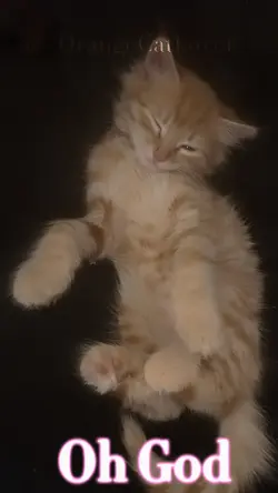 SIMBA!!