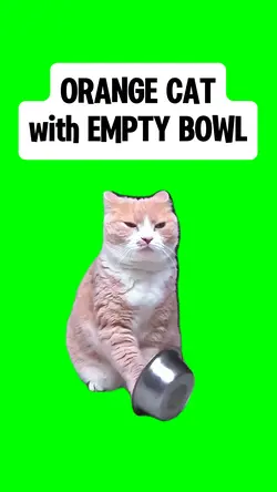 CAT with EMPTY BOWL
