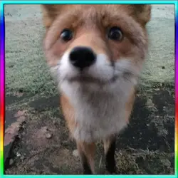 foxzitta