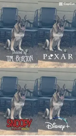 4 cartoon pet