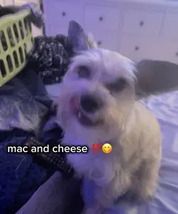 mac and cheese