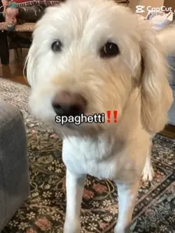 Spaghetti 