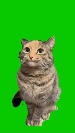 Gato miando 