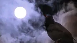 Blackbird