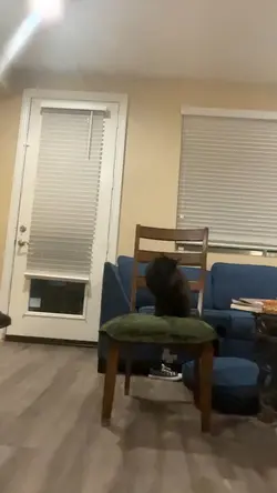 When you have 4 cats