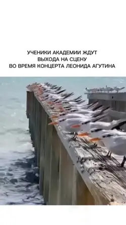 Ваш текст 