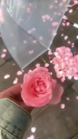 rose for my love