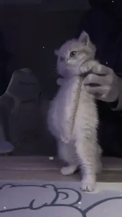 Kitty Cat