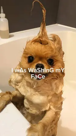 Funny Template