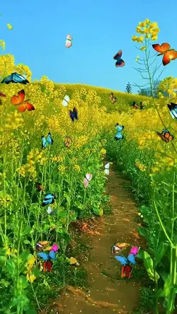 Butterfly fluttering