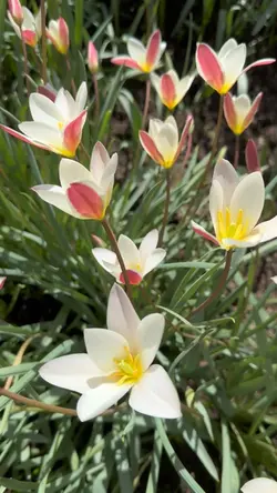 Spring Bloom 