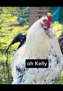 Annoying chicken 