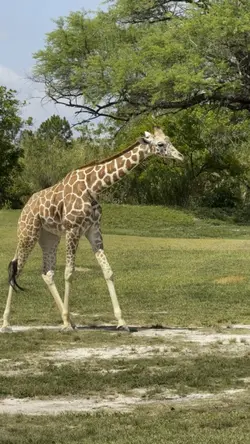 A day at the zoo