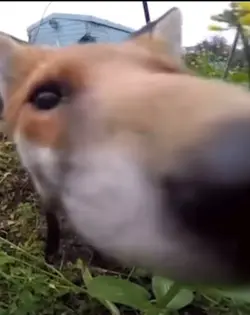 Foxz 