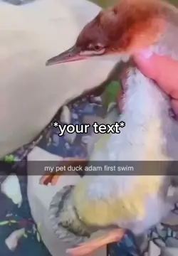 Pet duck meme