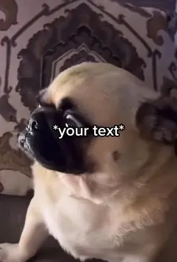 Sad pug 