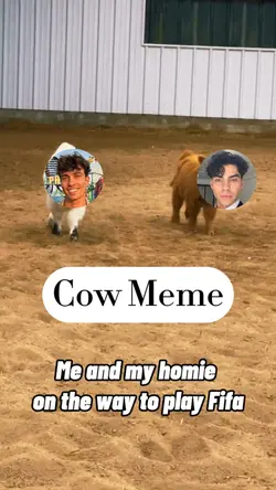 Cow meme