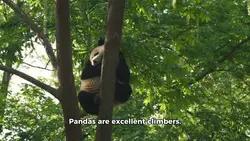 Panda swim