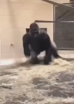 Gorilla butt meme