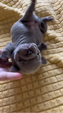 Oklahoma Frenchies 