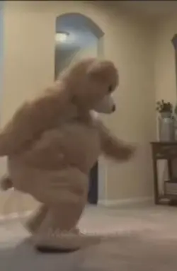 Dancing bear