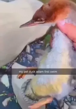 MY PET DUCK ADAM