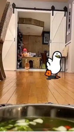 Funny duck meme