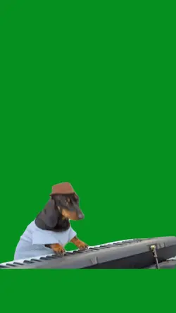 Piano dog 