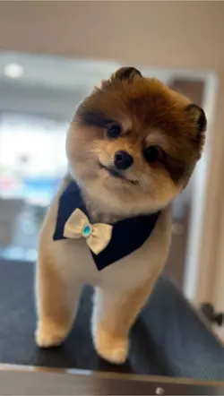 Armani Hd