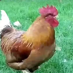 farmer brown 