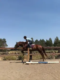 2’6