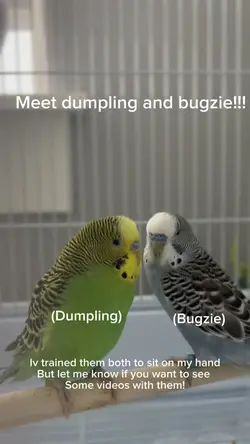 Meet my new birbs😀